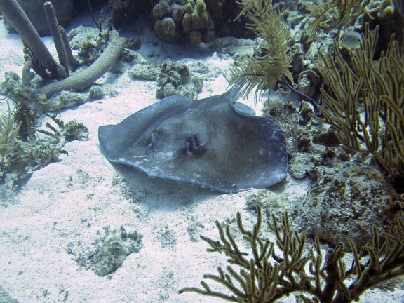 Kralendijk, Netherlands Antilles
