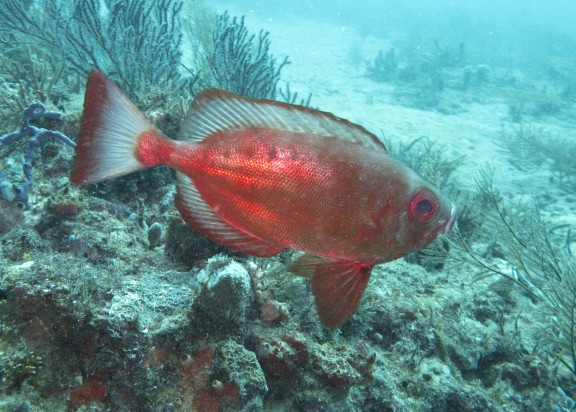 West Palm Beach, United States