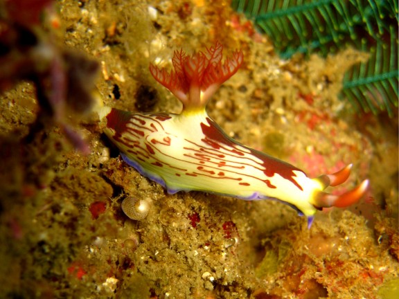 Cebu, Filippinerna