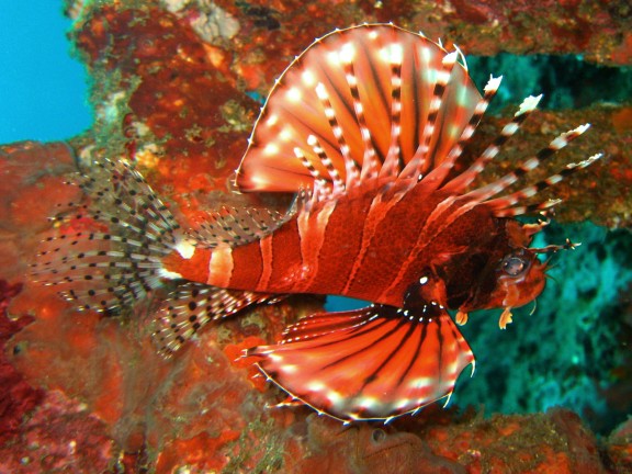 Baturiti, Indonesien