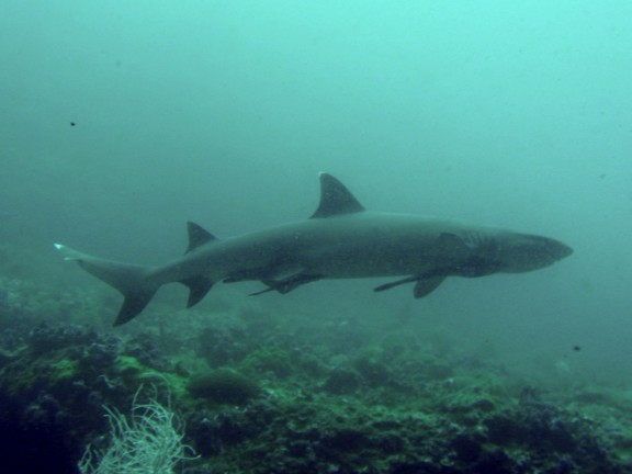 Cebu, Filippinerna