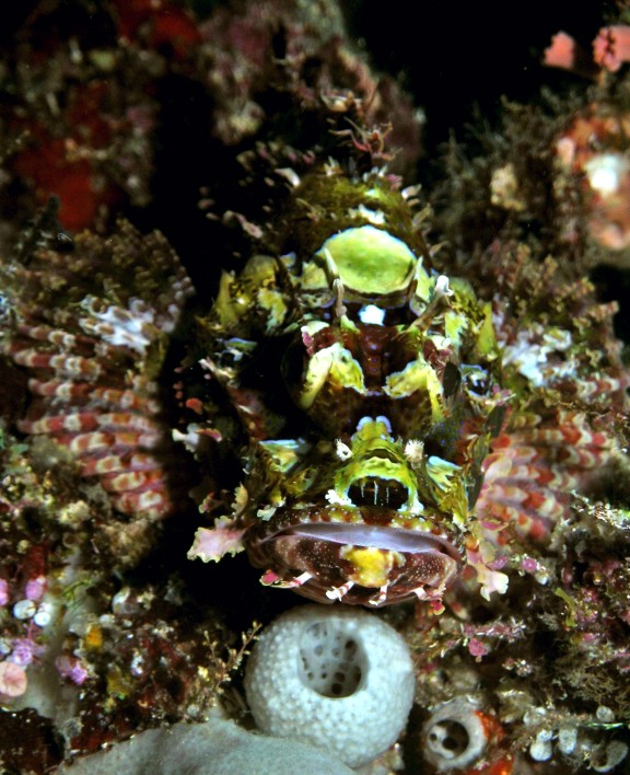 Tirawuta, Indonesia