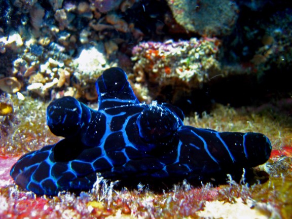 Cebu, Filippinerna