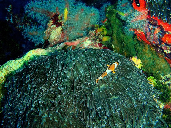 Similan.Tailandia.