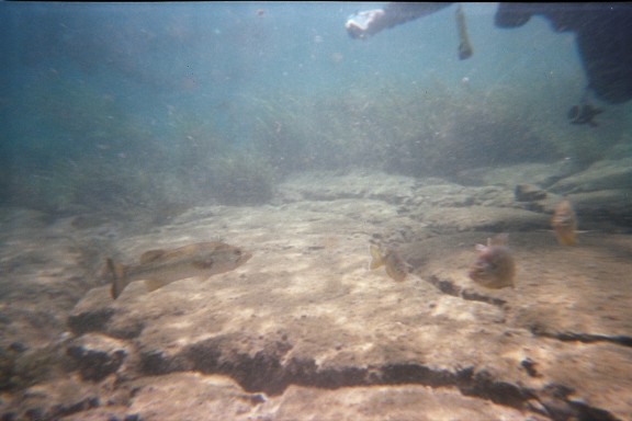 Florida, Rainbow River