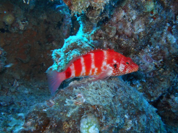 Honolulu, United States