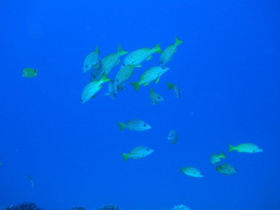 Honolulu, United States