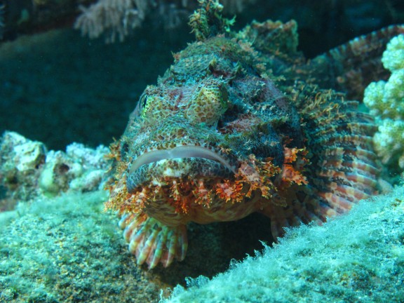 Red Sea