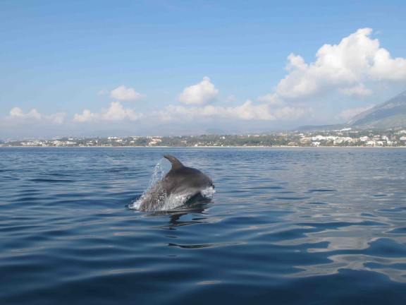 Marbella bay