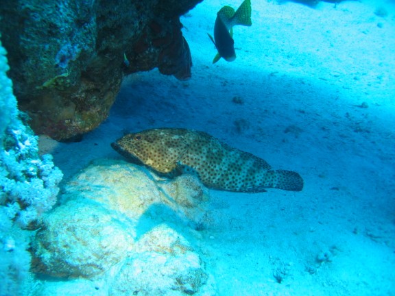 egitto sharm