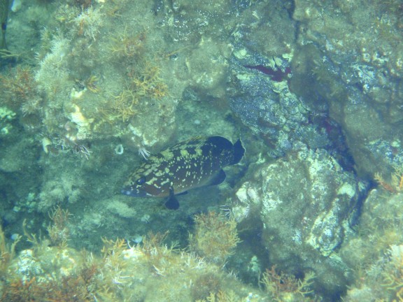 Kato Pyrgos, Cyprus