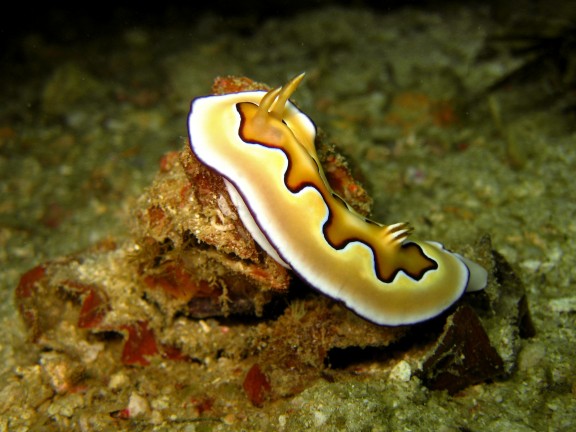 Cebu, Filippinerna