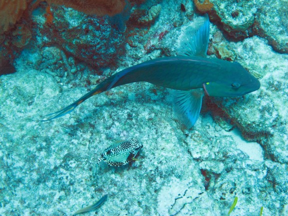 Kralendijk, Netherlands Antilles