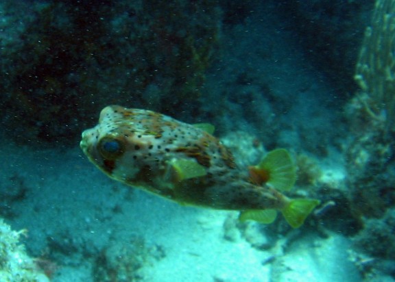 Key Largo Fla.