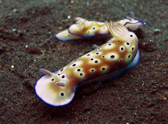 Kubu, Indonesia