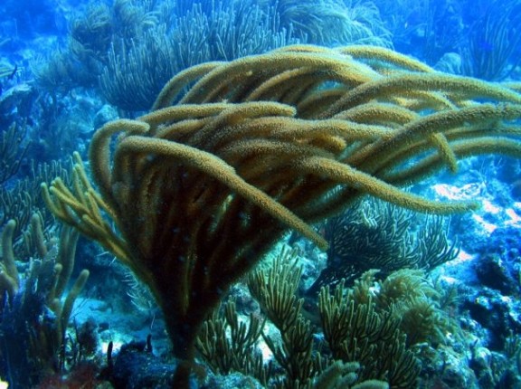 Culebra, Puerto Rico