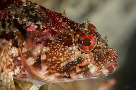 Los Vilos, Chile - fish