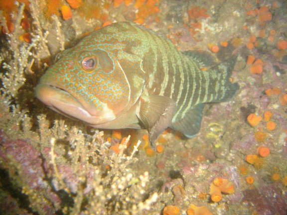 parguera - cabo corrientes