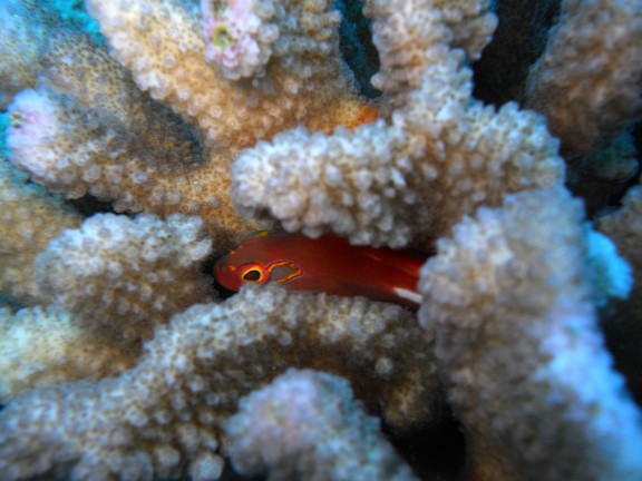 Honolulu, United States