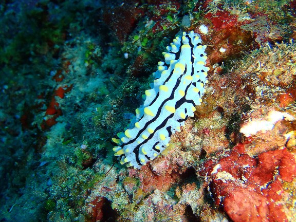 Islas Similan. Tailandia.