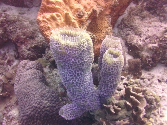 Kralendijk, Caribbean Netherlands