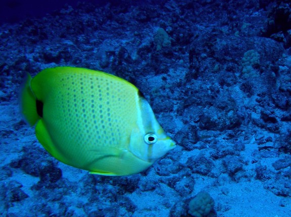 Kona HAWAII
