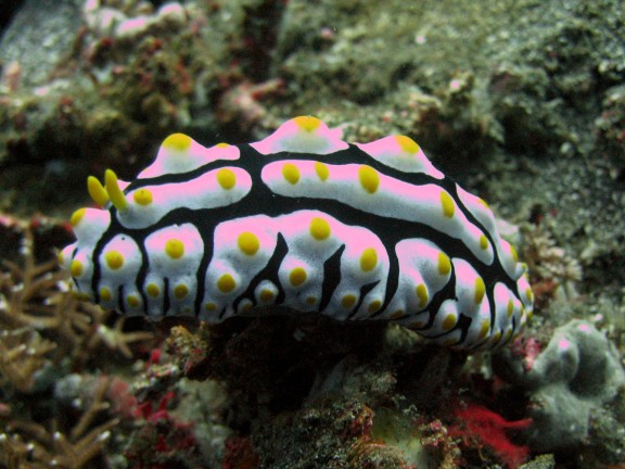 Baturiti, Indonesien