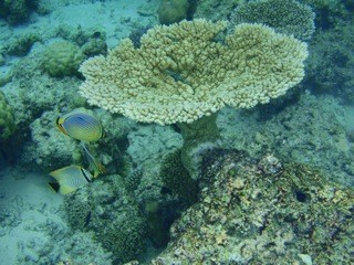 Fihalholi, Maldives