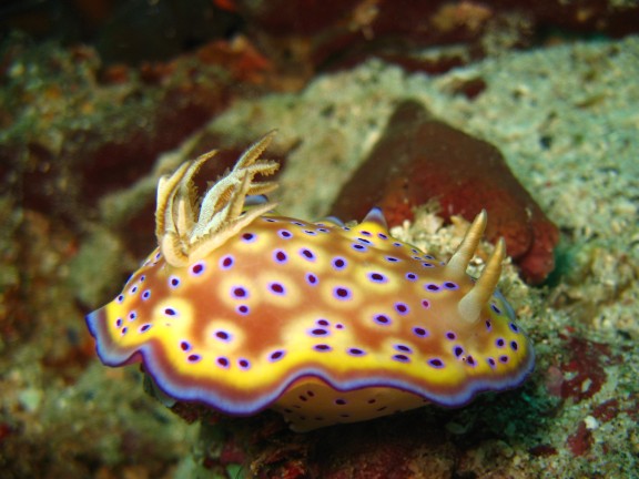 Cebu, Filippinerna