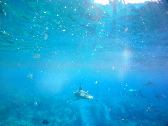 Alice Town, The Bahamas