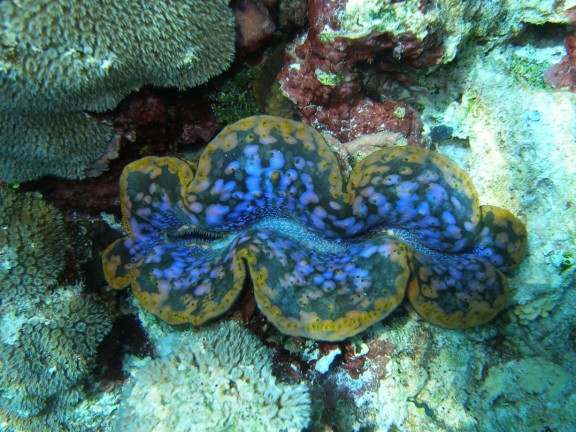 Meemu Atoll, Malediven