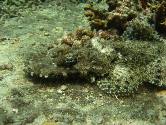 Andaman, Indien