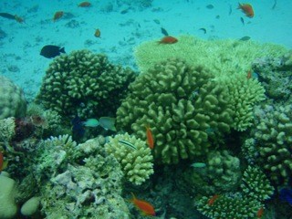 Fihalholi, Maldives
