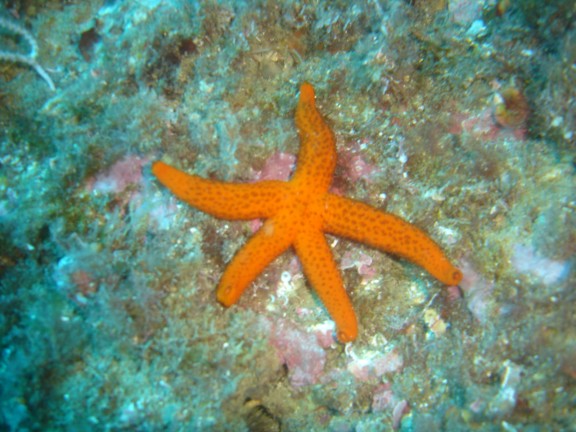 Torroella de Montgrí, España