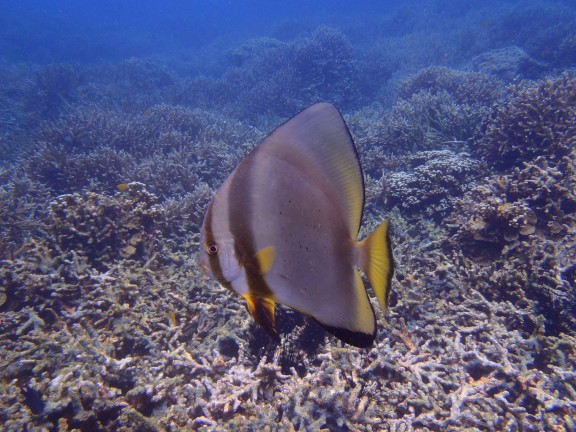 Pahang, Malaysia