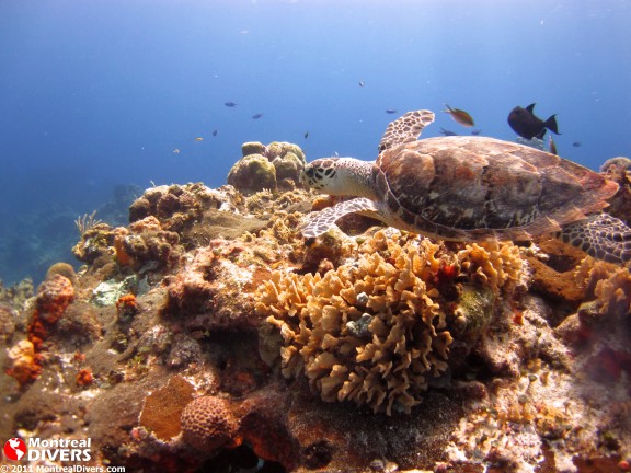 Quintana Roo, Mexique