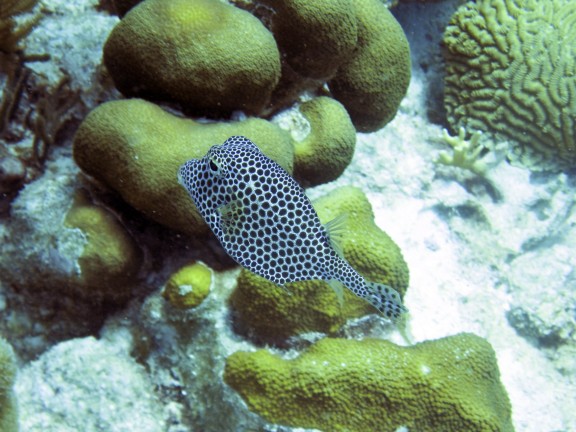 Kralendijk, Netherlands Antilles