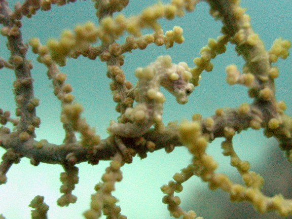 Cebu, Filippinerna