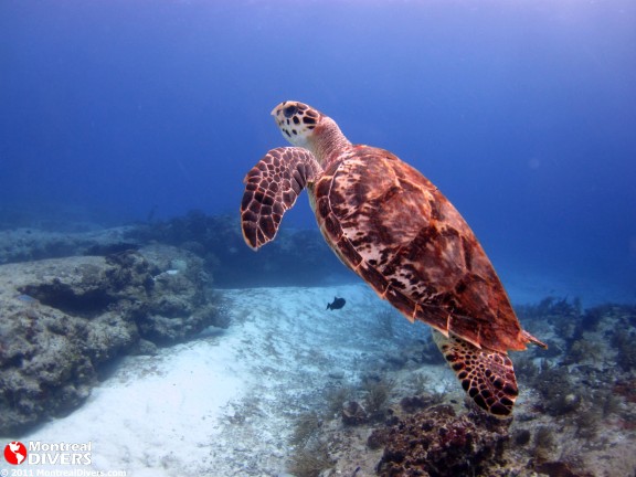Quintana Roo, Mexique