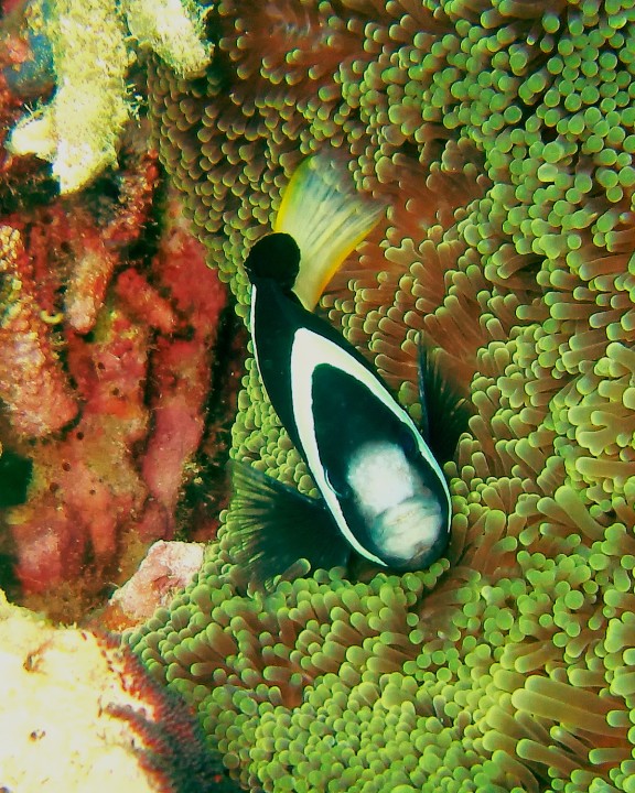 Mersing, Malaysia - fish