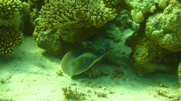 Red Sea