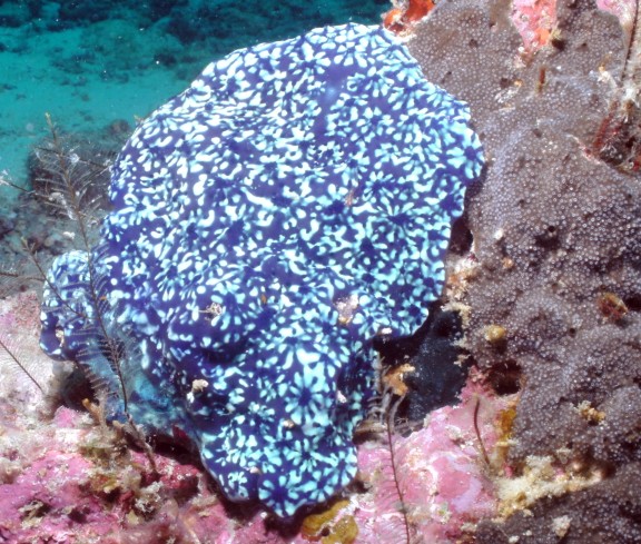 Malaysia