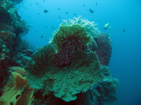 Kubu, Indonesia