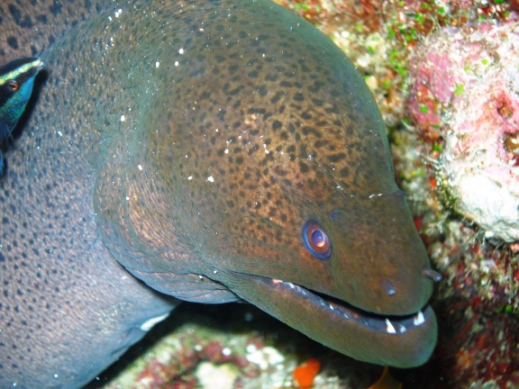 Meemu Atoll, Malediven