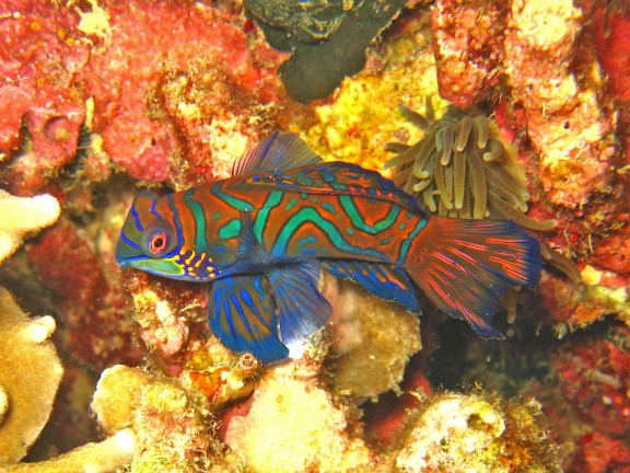 Cebu, Filippinerna