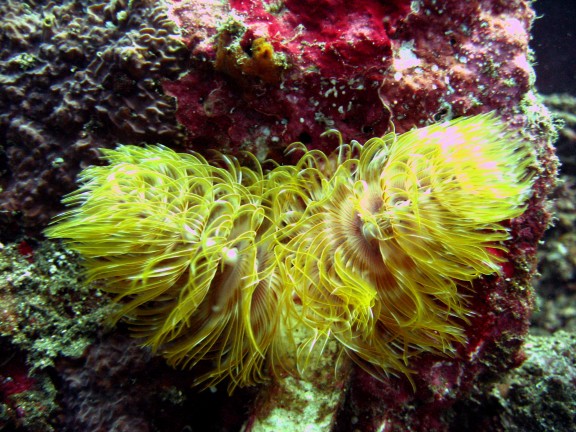 Baturiti, Indonesien