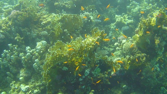 Red Sea