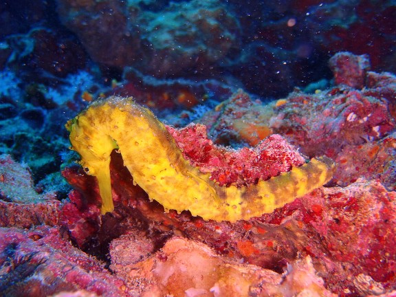 Islas Similan.(Tailandia)