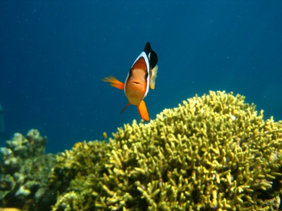 Manado, Indonesia
