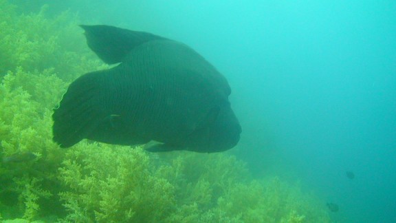 Red Sea